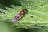 Chloromyia formosa